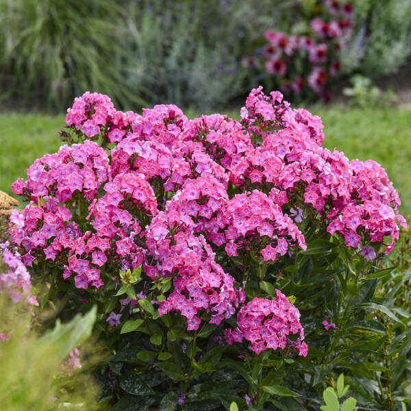 PHLOX PINK LIGHTNING #1