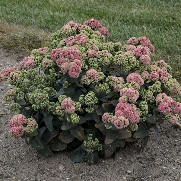 SEDUM CORALJADE #1