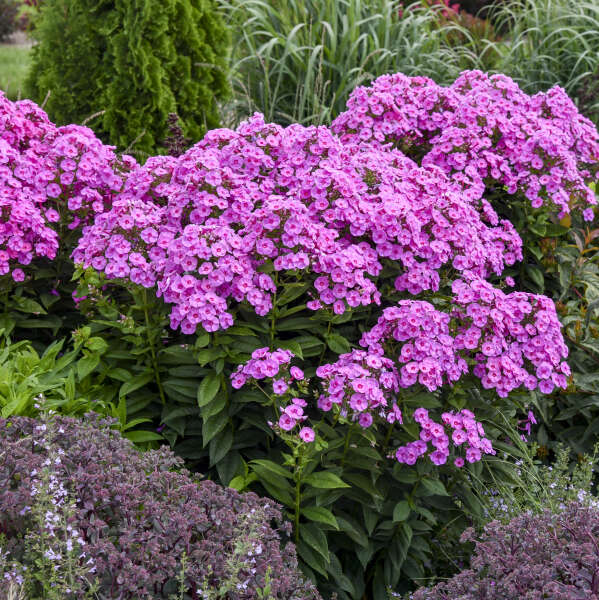 Phlox Prismatic Pink #1