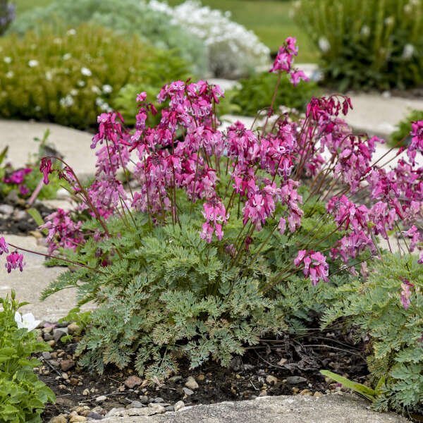 BLEEDING HEART PINK DIAMONDS #1