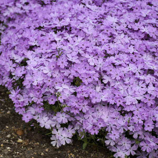PHLOX SPR BLING PINK SPARKLES #1