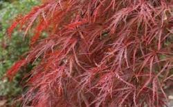 CRIMSON QUEEN JAPANESE MAPLE #10