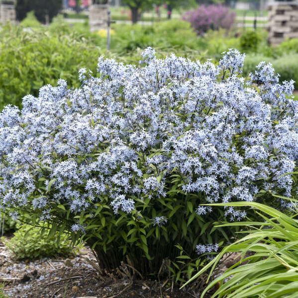 AMSONIA STORM CLOUD #1