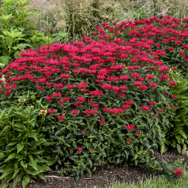 BEE BALM RED VELVET #1