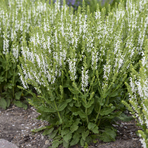 SALVIA WHITE PROFUSION #1