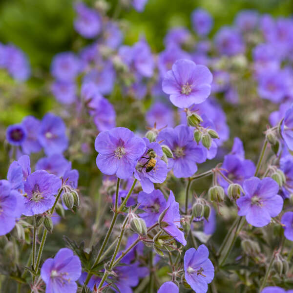 CRANESBILL BOOM CHOCOLATTA #1