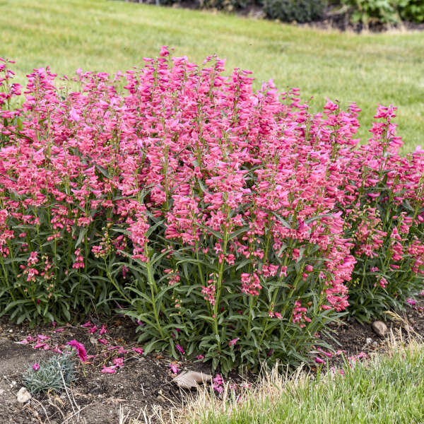 BEARDTONGUE PINK PEARLS #1