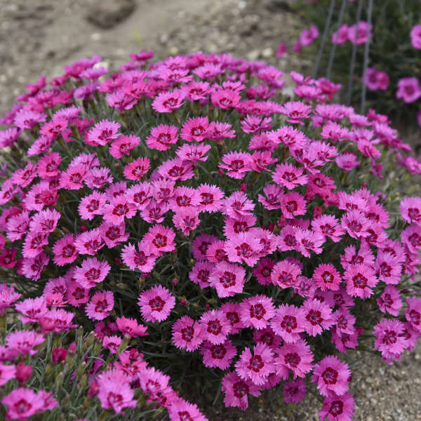 DIANTHUS PT THE TWN FANCY #1