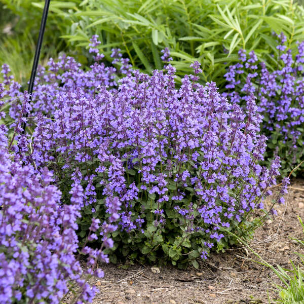 CATMINT CAT'S PAJAMAS #1