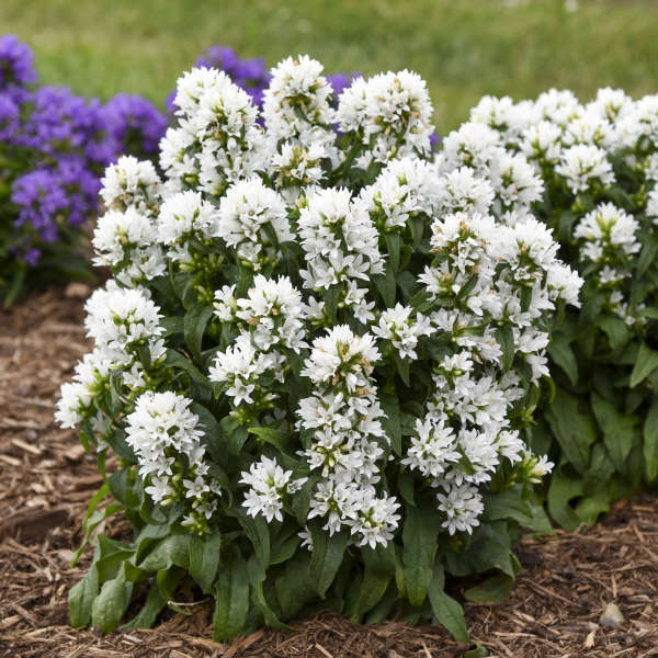 CAMPANULA ANGEL BELLS #1