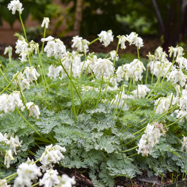 BLEEDING HEART WH DIAMONDS #1