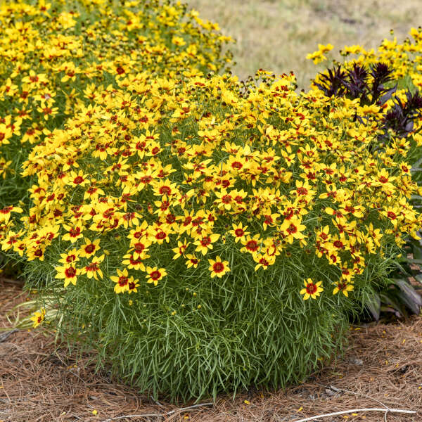 TICKSEED GOLDEN NEEDLES #1