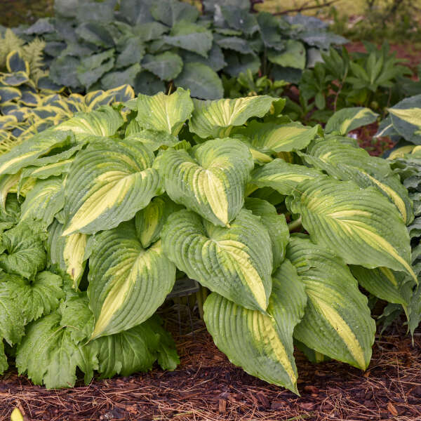 HOSTA LOVE STORY #1