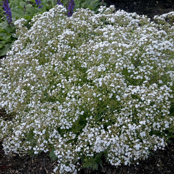 BABY'S BREATH FESTIVAL STAR #1