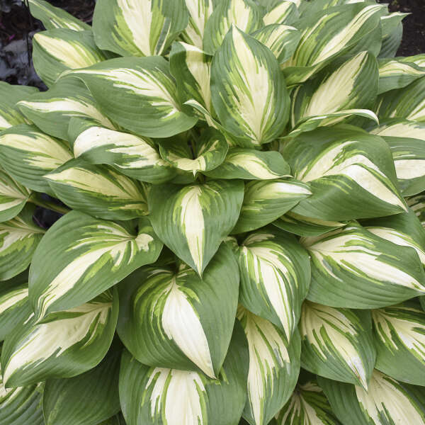 HOSTA MISS AMERICA #2