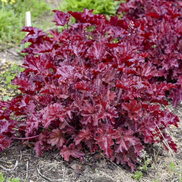 CORAL BELL CHERRY TRUFFLES #1