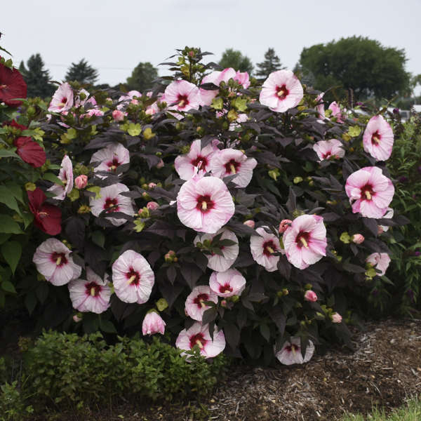 HARDY HIBISCUS PERFECT STORM #1