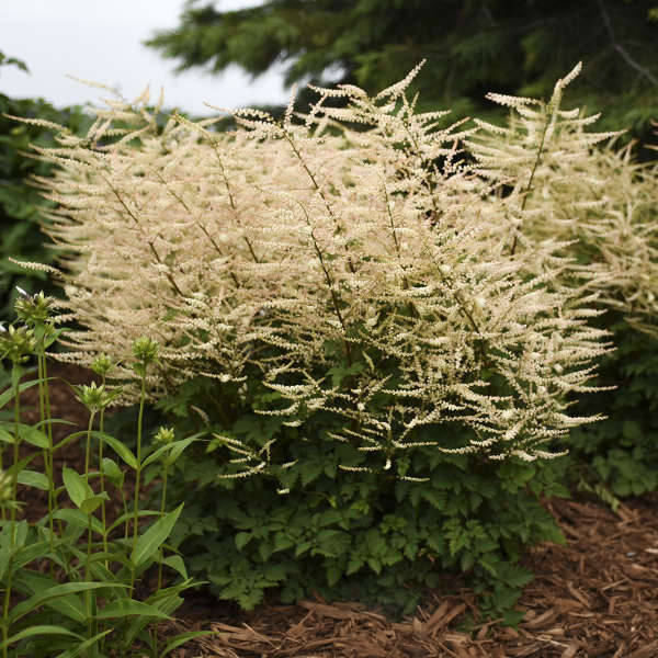 GOAT'S BEARD CHANTILLY LACE #1
