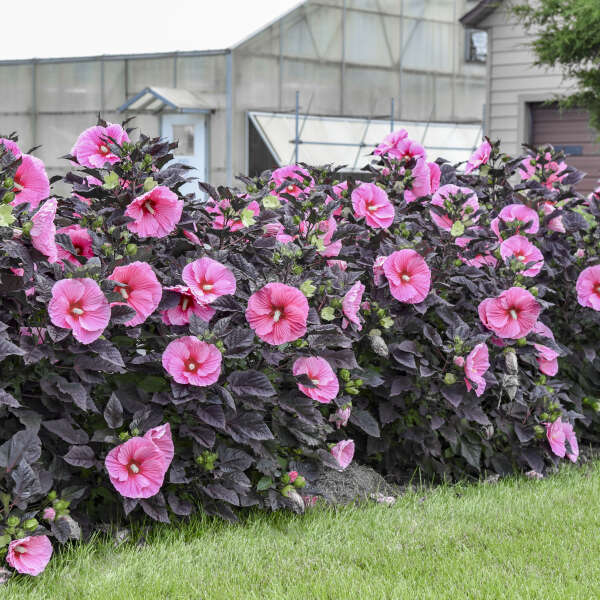 HARDY HIBISCUS EDGE OF NIGHT #1