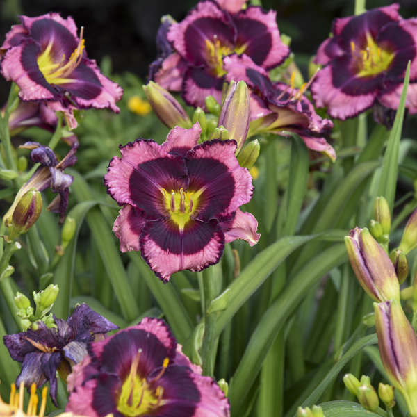 DAYLILY STORM SHELTER #1