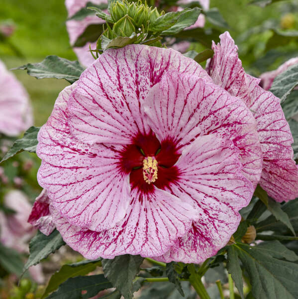 HARDY HIBISCUS GLITTER BOMB #2