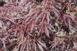 JAPANESE MAPLE INABA SHIDARE #6