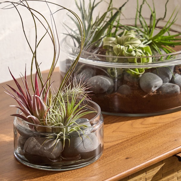 AIR PLANT /TILLANDSIA EACH