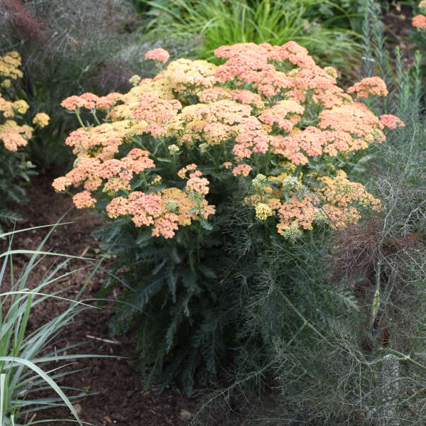 YARROW FIREFLY PEACH SKY #1