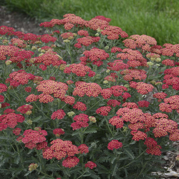 YARROW FIREFLY RED POP #1
