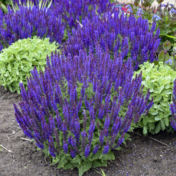 SALVIA VIOLET PROFUSION #1