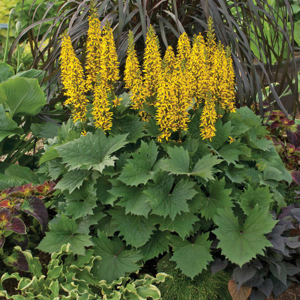 LIGULARIA BOTTLE ROCKET #1