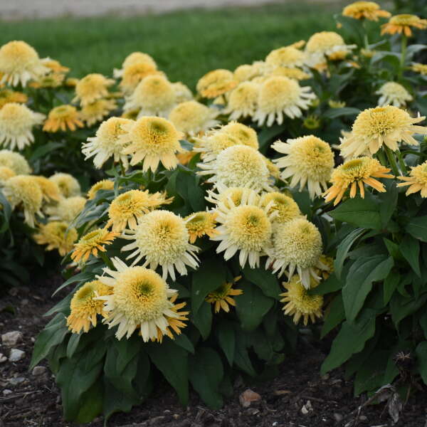 CONEFLOWER BUTTER PECAN #1