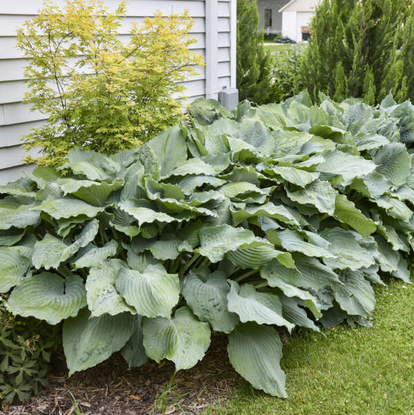 HOSTA DIAMOND LAKE #1