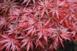 ORANGEOLA JAPANESE MAPLE 24-30"