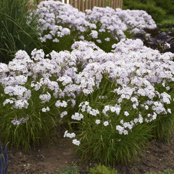 PHLOX OPENING ACT PINK-A-DOT #1