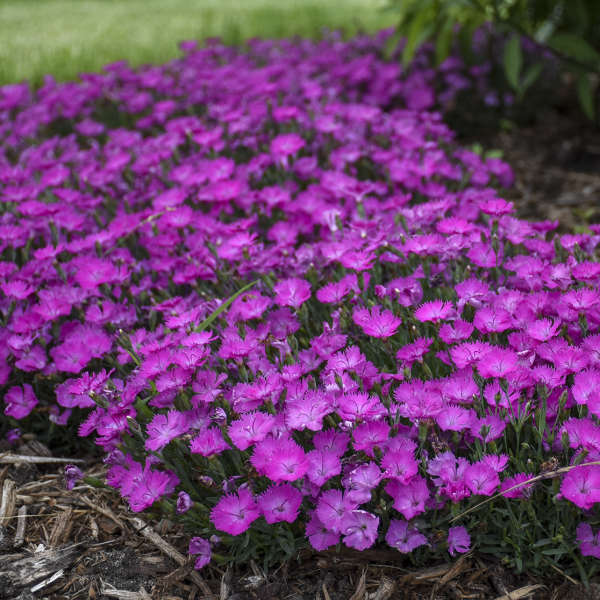 DIANTHUS PT THE TWN FUCHSIA #1