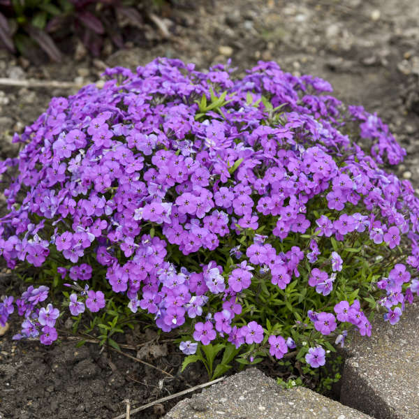 PHLOX PURPLE SPRITE #1