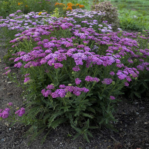 YARROW FIREFLY FUCHSIA #1