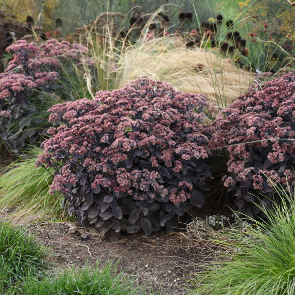 SEDUM BACK IN BLACK #1