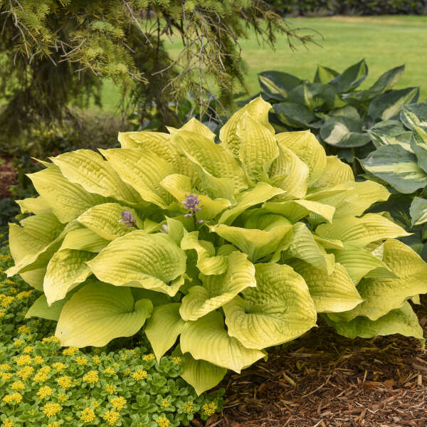 HOSTA COAST TO COAST #1