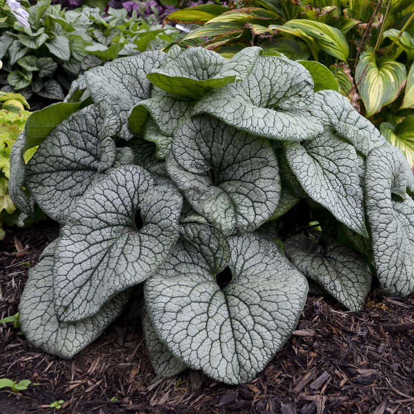 BRUNNERA QUEEN OF HEARTS #1