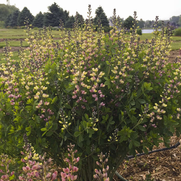 FALSE INDIGO PINK LEMONADE #2