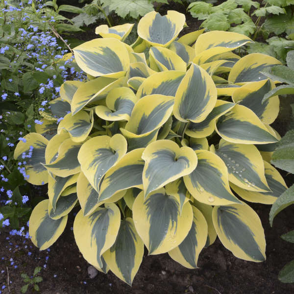 HOSTA AUTUMN FROST #1