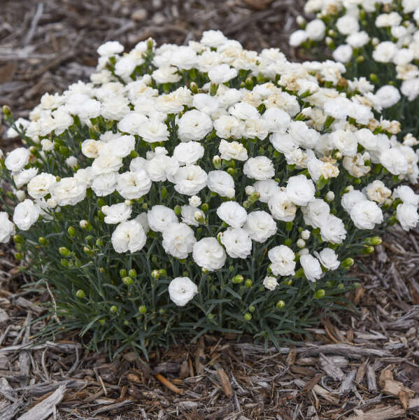 DIANTHUS WHIPPED CREAM #1