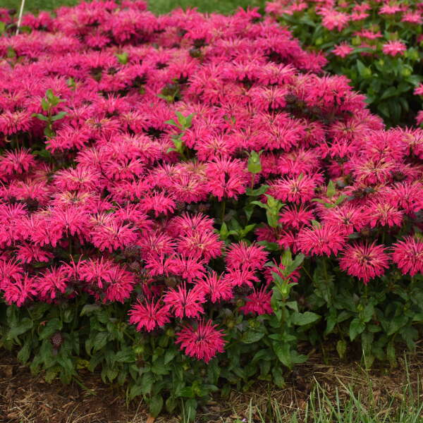 BEE BALM LL RAZZBERRY #1
