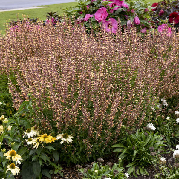 AGASTACHE QUEEN NECTARINE #1