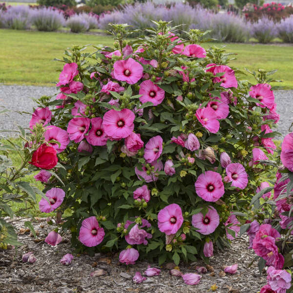 HARDY HIBISCUS CANDY CRUSH #1