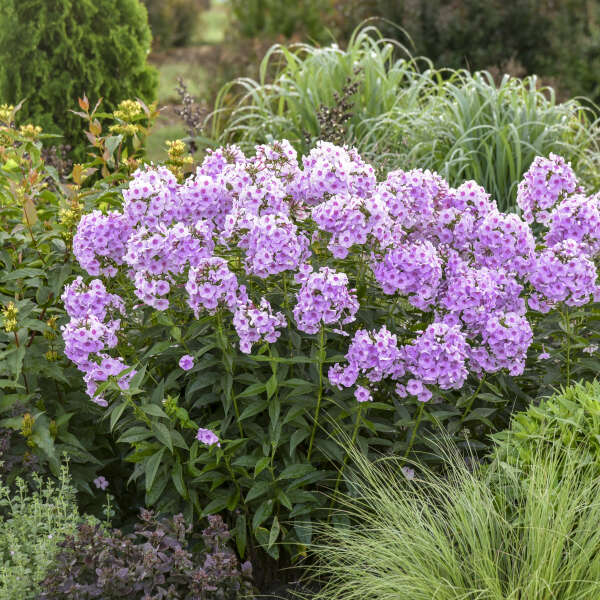 PHLOX OPALESCENCE #2