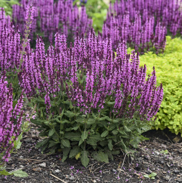 SALVIA PINK PROFUSION #1