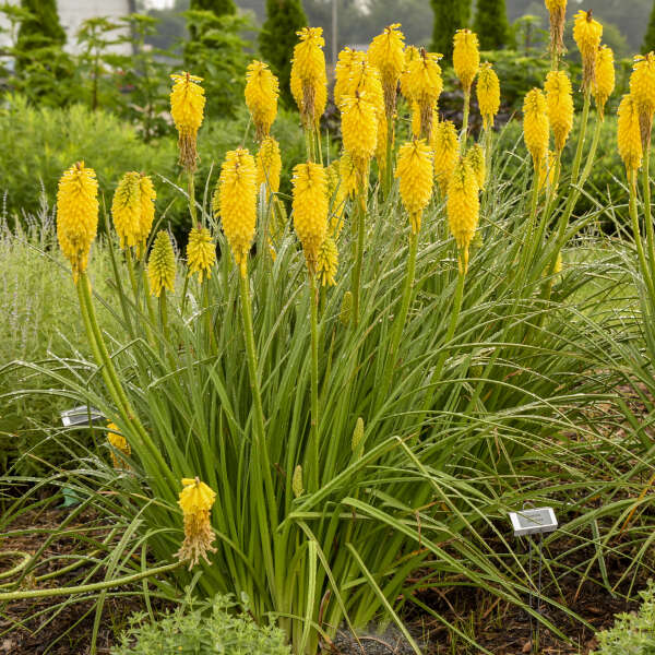 HOT POKER SOLAR FLARE #1